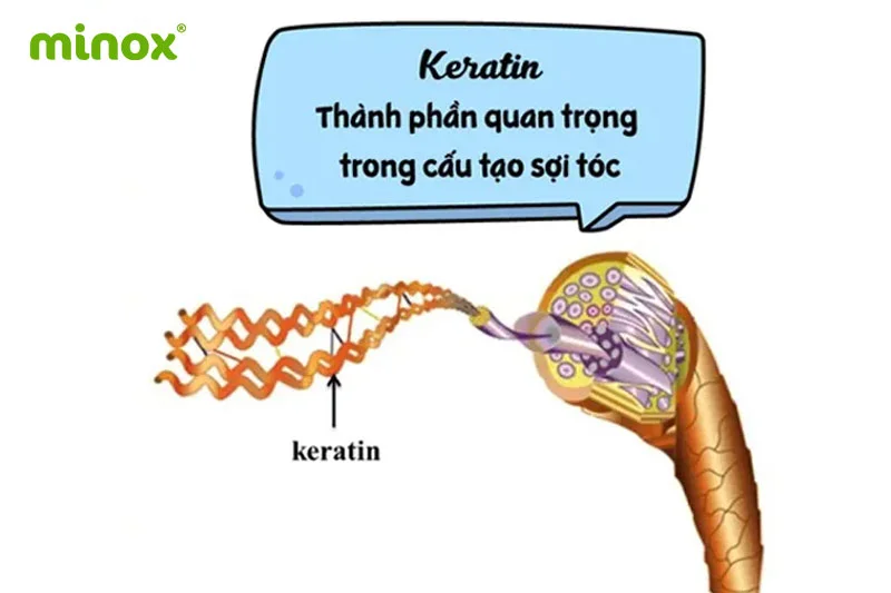 Keratin là một loại protein tự nhiên có vai trò quan trọng trong cấu trúc tóc