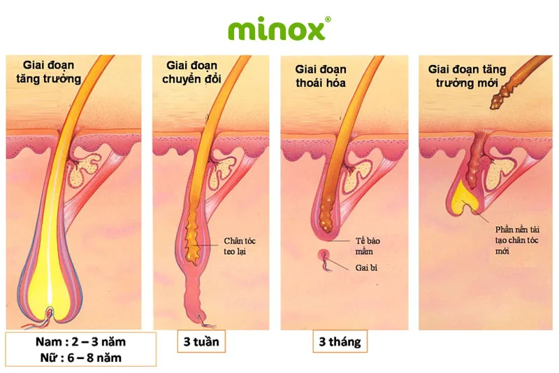 Sợi tóc được mọc từ nang tóc, hấp thụ dinh dưỡng từ bên trong cơ thể và phát triển dài hơn khi ở ngoài da đầu