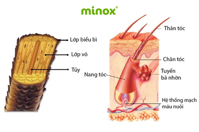 Nang tóc đóng vai trò là “bộ rễ” chắc khỏe cho cả mái tóc